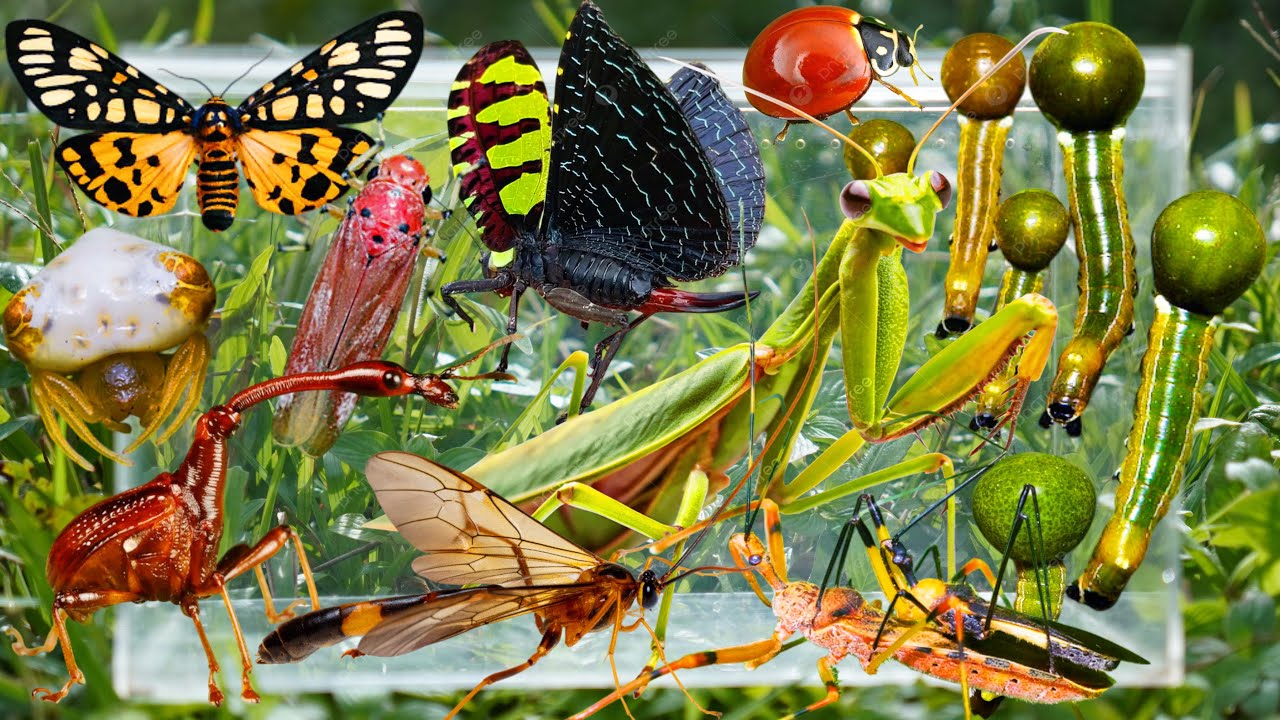 Tjanting Insects Wild Insect Hunting: Giant Praying Mantis, Ball-Headed Caterpillars ...