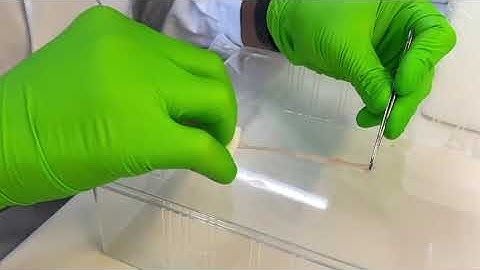 Intestine Swiss roll for Spatial Trancriptomics