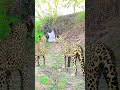 Cheetah Hesitates Before Attack 🐆|‎#WildVFX #Shorts #Wildlife #VFX #Cheetah
