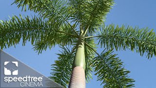 Foxtail Palm | Speedtree Cinema 9 Tutorial