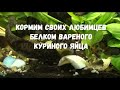 Кормим аквариумных рыбок белком вареного куриного яйца