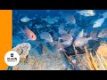 Under the surface: the cutting-edge tech revealing the ocean's sea-crets