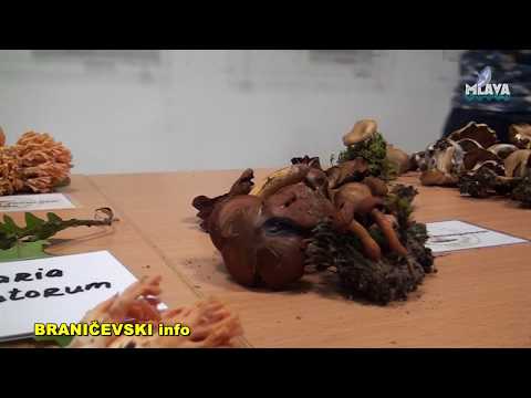 Izlozba gliva Udruzenja