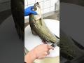 Amazing Fish Cutting Art – Satisfying Cutting Skills