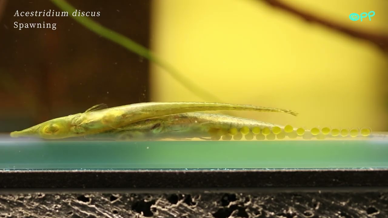 Acestridium discus (Spawning & Fry)