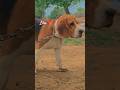 riyuu🐕nice dog #trending #viral #shortvideo #dog #beagle #family #like #riyuu_003 #shorts #subscribe