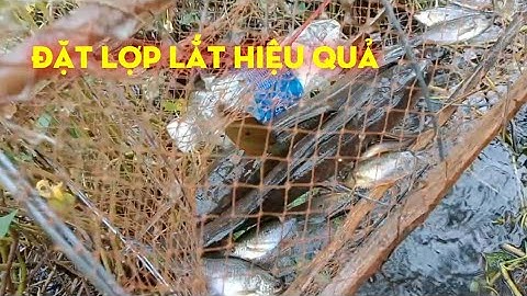 CHIA SẺ CÁCH ĐẶT LỢP BẰNG MỒI CÁ LÓC VÀO HIỆU QUẢ VÔ CÙNG.  ĐĂNG Ký KÊNH ỦNG HỘ CẢ NHÀ ƠI#237