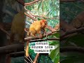 Cutest Golden Lion Tamarin Tamarin Monkey Monkeys Jungle Forest Animals Animallover Animal