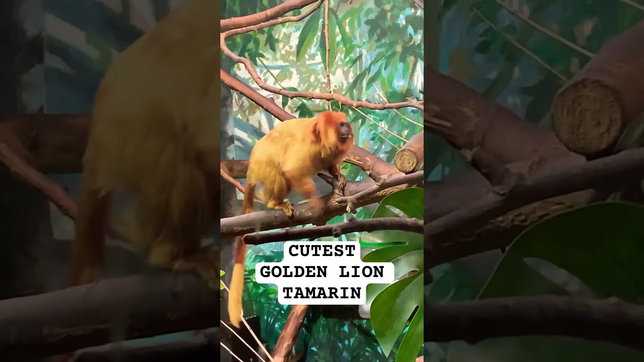 Cutest Golden Lion Tamarin. 