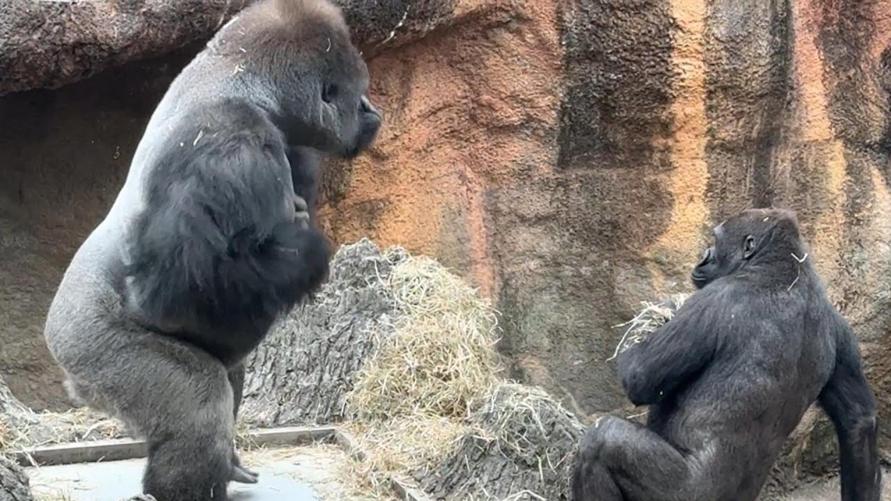 gorilla パパのドラミングにビックリするリキ【2024年4月5日】【上野動物園】ゴリラ💓Riki is surprised by ...