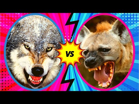 GREY WOLF vs SPOTTED HYENA - Who Would Win?