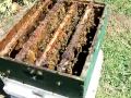 Honeybee rob out  (Open Feeding)
