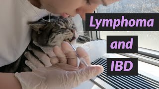 Giving my cat Chemo & Prednisone | Cat Lymphoma Cancer and IBD