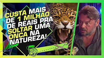 imagem do youtube