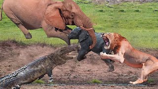 Mother Elephant Save Baby From Crocodile &amp; Lion Hunting | Tiger Bear Buffalo Lion