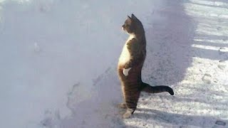 CAT PLAYING IN SNOW! Funny videos with cats get you in a good mood