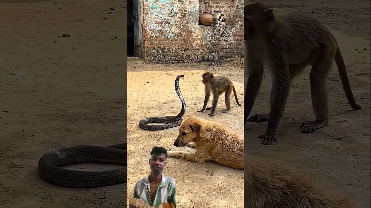 monkey vs snake 🐍 fight video 
