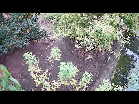 Lobos del Zoo Roshen Transmisión en vivo
