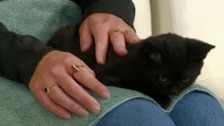 Pets: Emergency Evacuation Plan on Live in the D