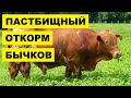 Пастбищный нагул и откорм бычков на мясо | КРС | Мясное скотоводство | Крупный Рогатый Скот