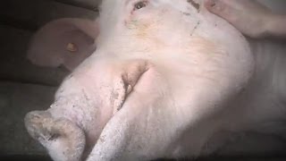 Undercover Footage From Wyoming Pig Factory Farm