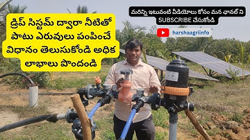 FERTIGATION - Fertilizers with irrigation water through drip system