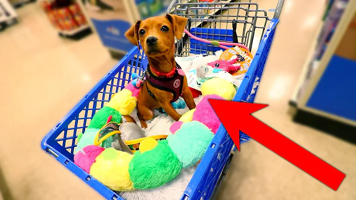 BUYING MY NEW PUPPY ANYTHING SHE TOUCHES!