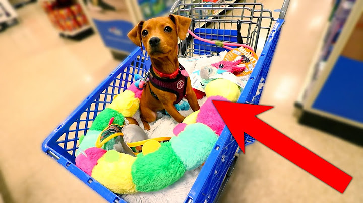 BUYING MY NEW PUPPY ANYTHING SHE TOUCHES!