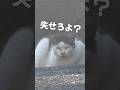 マダムなネコ様と柴犬こむぎ