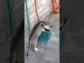 Kitty🐈#lol #viralvideo #funny #cat #shortvideo #trending #amazing #cute #video #animals #trend #love