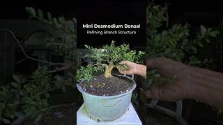 Refining Branch Structure on a Mini Desmodium Bonsai #bonsaitree #inspiration #bonsaiart