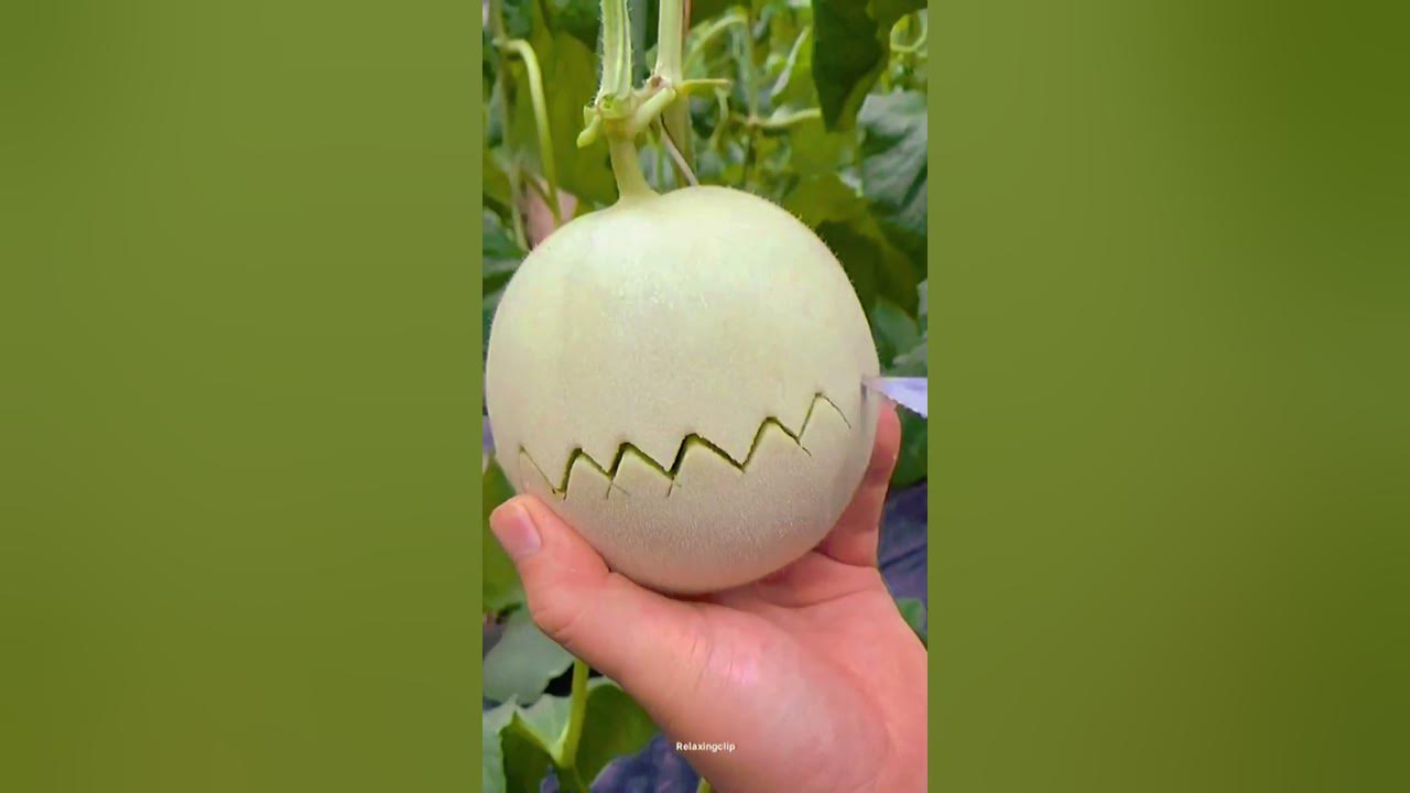 which-fruit-is-this-guess-the-fruit-name-shorts-youtube