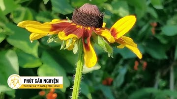 Phút Cầu Nguyện, Thứ Bảy 24/10/2020: Nỗi Đau Của Mẹ