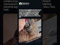 Removing Rusted Truck Chassis Bolt with Milwaukee Impact Wrench #worker #process #truck #maintenance