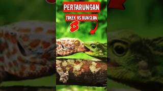 Pertarungan Bunglon vs Tokek #shorts #shortanimalsvideos #animals