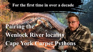 Pairing Carpet Pythons - Wenlock River locality, Cape York