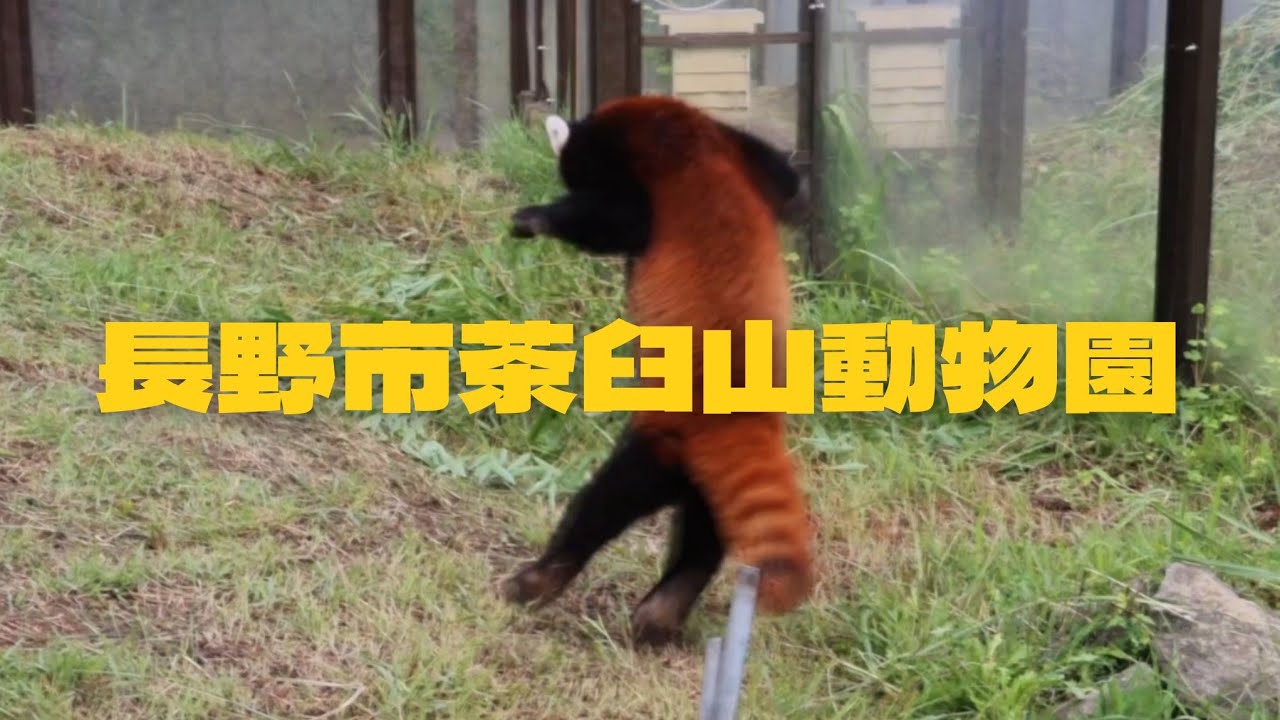 レッサーパンダ】突然転げ回る麦 2025年9月13日 Redpanda at