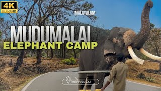 തേപ്പകാട് ആന പരിപാലന കേന്ദ്രം | Elephant camp | Mudumalai Tiger Reseve