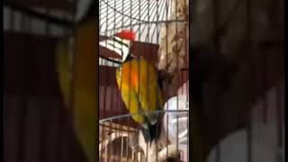 Download Lagu PLATUK BAWANG GACOR#Shorts MP3