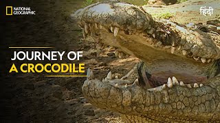 Journey of a Crocodile | Built For The Kill | Full Episode | S4E4 | National Geographic