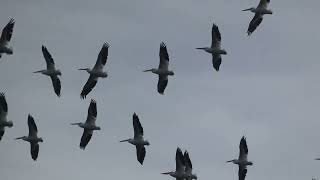 American White Pelican Flock