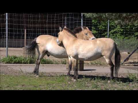 Video: Ameerika Mustangi Hobuste Tõug On Hüpoallergiline, Tervise Ja Eluiga