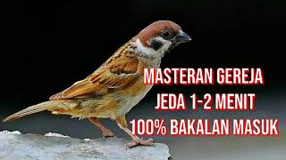 Masteran Burung Gereja Jeda 1-2 menit Dijamin bakalan Masuk Sudah Saya Buktikan!