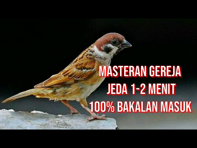 Masteran Burung Gereja Jeda 1-2 menit Dijamin bakalan Masuk Sudah Saya Buktikan! class=