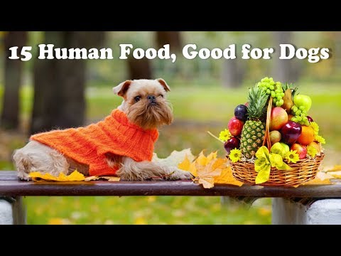 15-human-foods-good-for-dogs
