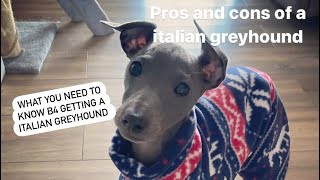 Owning a Italian Greyhound the Pros \& Cons