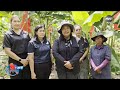 พัทลุง - ปลูกกล้วยหอม “กรอส มิเชล” สายพันธุ์ระดับโลก NBT ทั่วไทย วันที่ 16 มิถุนายน 2569 #NBT2HD