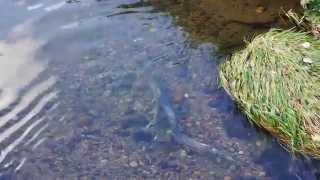 Salmon return to Still Creek, Burnaby, 2014