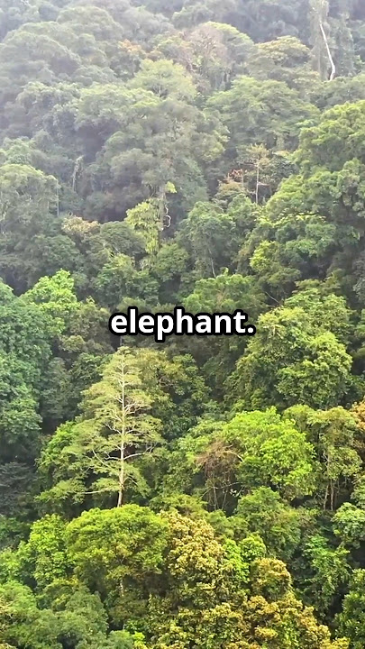 Amazing Facts About Gabon You Need To Know #Gabon #FactsAboutGabon #GabonFacts #ExploreGabon #shorts
