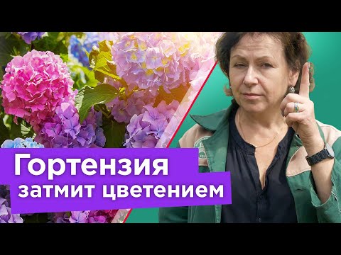 ГОРТЕНЗИЯ ЦВЕТЕТ ОГРОМНЫМИ ШАПКАМИ, если знать эти нюансы! Подкормка, уход, черенкование гортензии